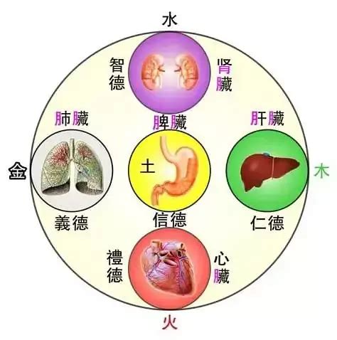 中醫裡面，土是屬於哪一個人的臟腑